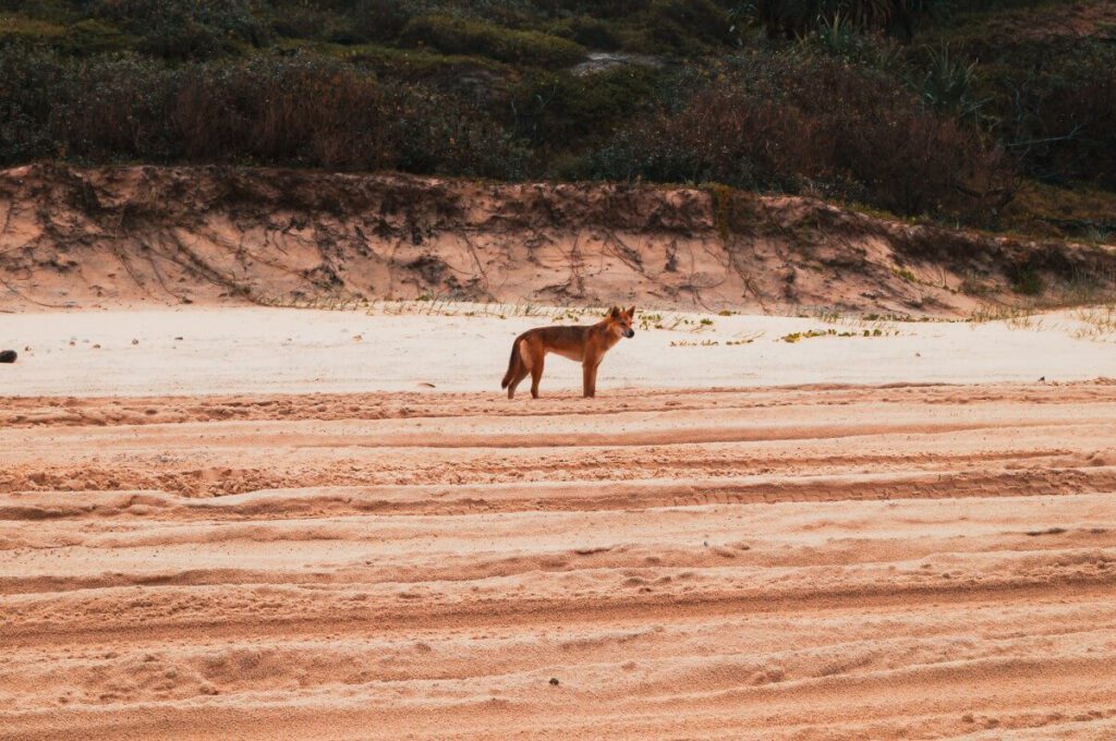 Dingo am Strand von Fraser Island