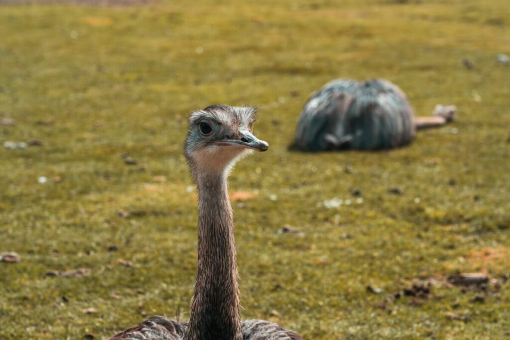 Emu von der Nähe