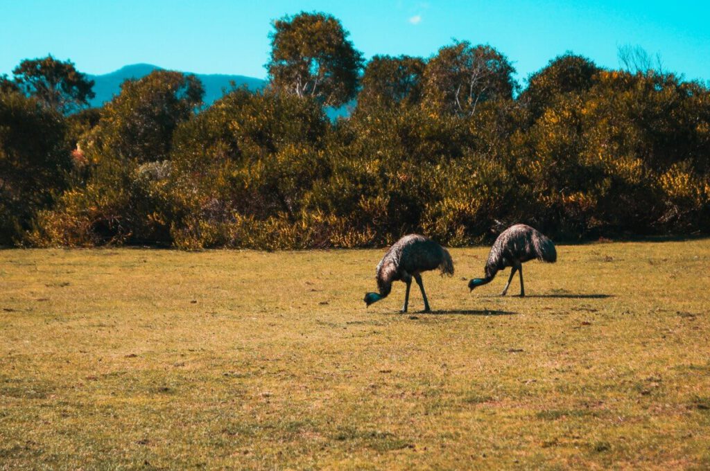 2 Emus fressen auf einer Wiese Gras.