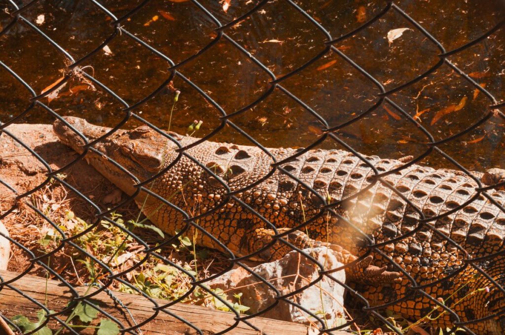 Krokodil im Australia Zoo