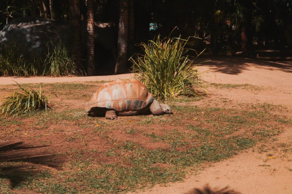 Riesenschildkröte