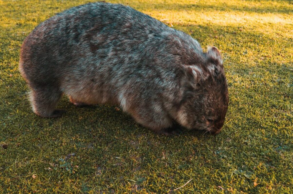 Haarnasenwombat frisst Gras