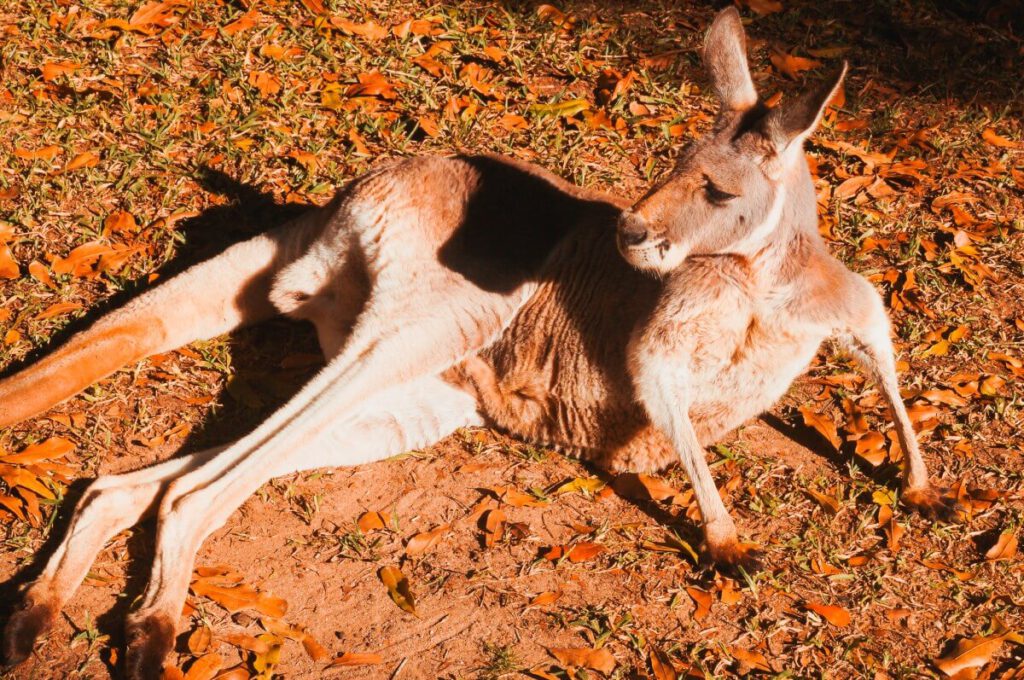 Ein Känguru entspannt auf dem Boden im Australia Zoo