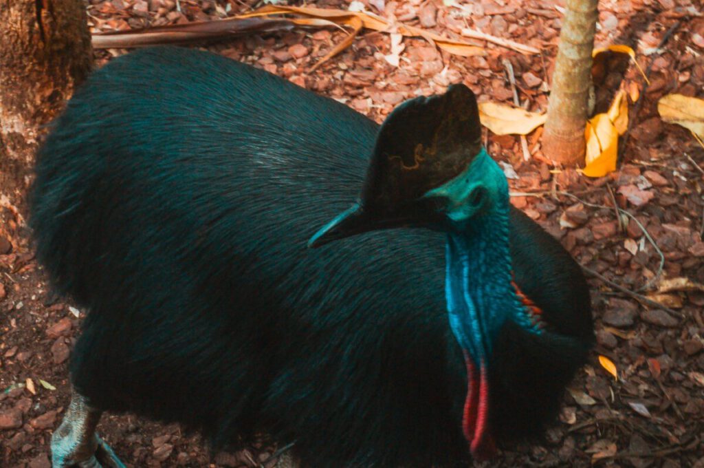 Ein Kasuar im Australia Zoo