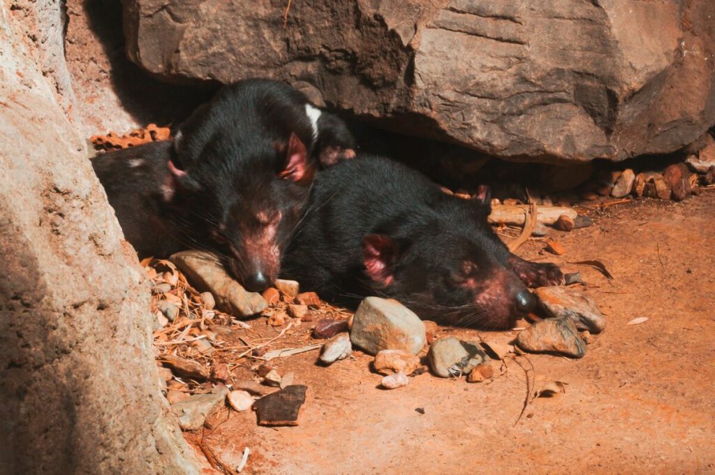 2 Tasmanische Teufel im Australia Zoo