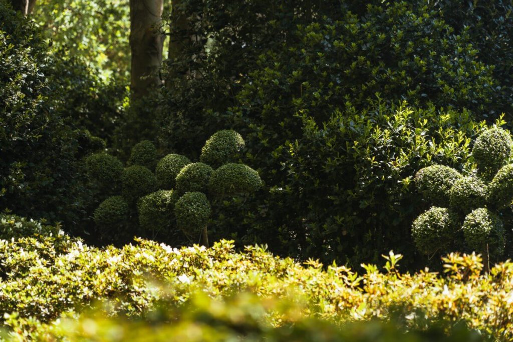 Blumenförmiger Busch im Jardins d Etretat