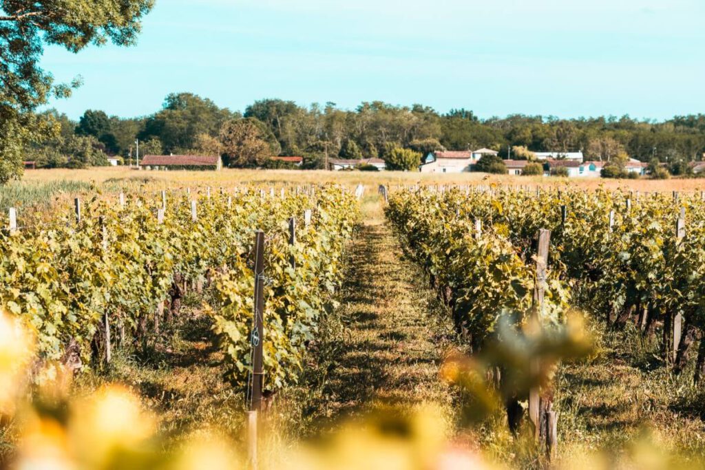 Weinreben im Medoc in Frankreich.