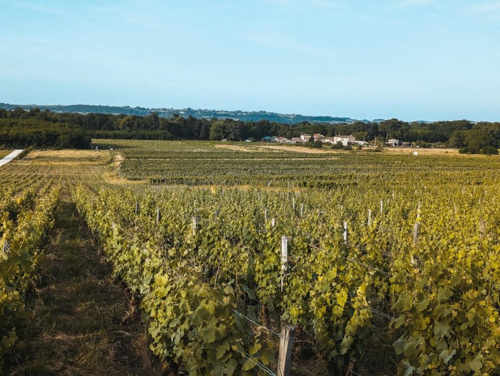 Weinfeld in der Sauterne