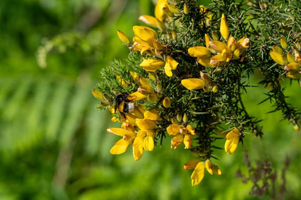 Biene in einer Stechginster in der Bretagne