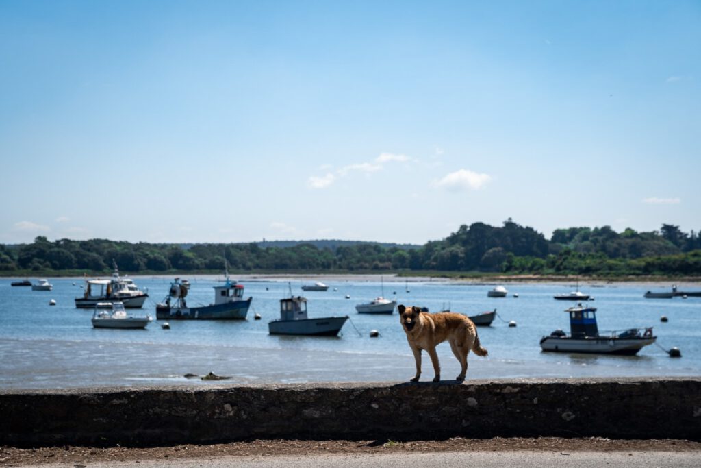 Golf von Morbihan Boote