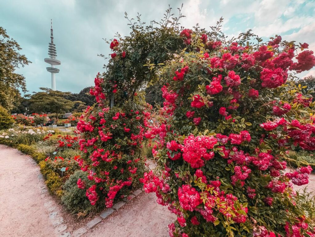 Bogen mit blühenden Rosen im Planten un Blomen Rosengarten