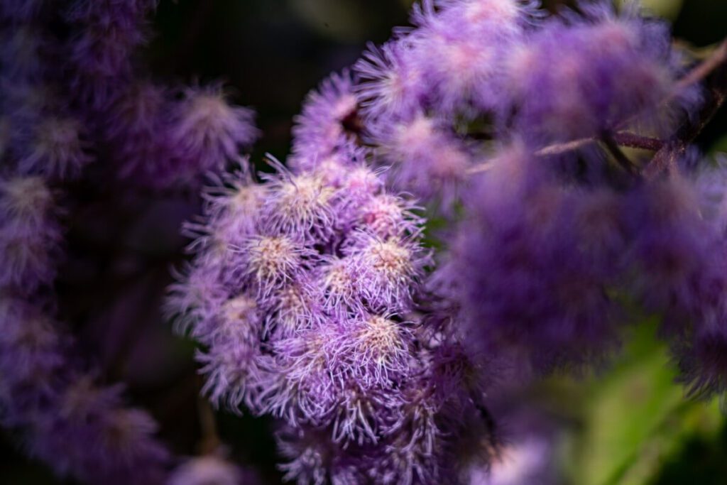 Agertaum Pflanze im botanischen Garten von Roscoff