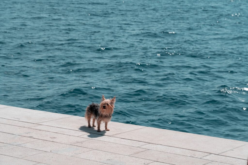 Ein Hund chillt an der Promenade von Zadar