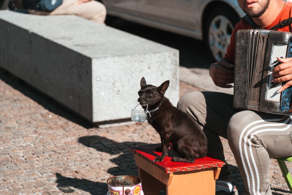 Musiker mit Hund an der Vila Nova de Gaia