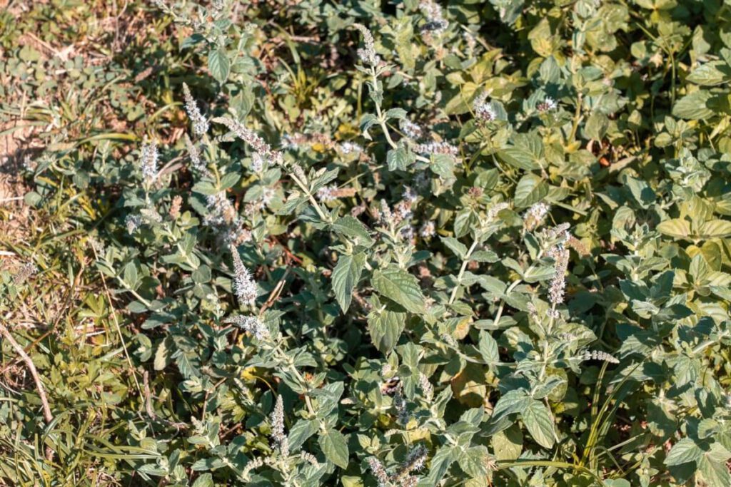 wilde Minze am Kudin Most