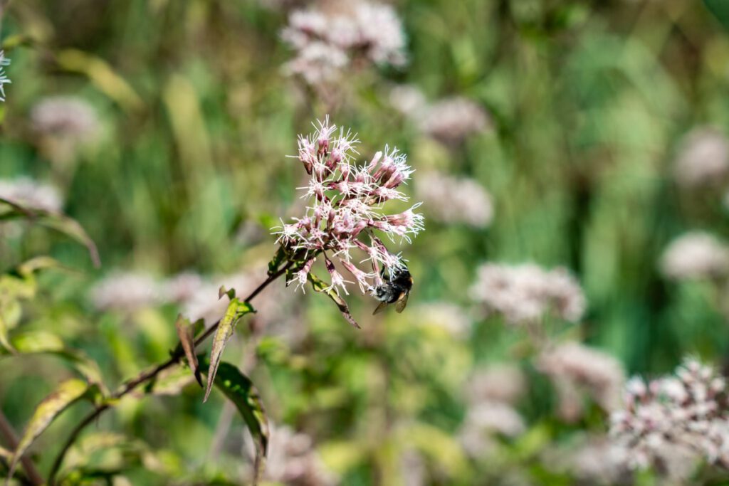 Biene an einer Blume bei den Plitvicer Seen