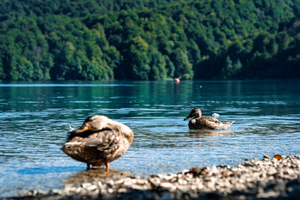 Enten an den Plitvicer Seen