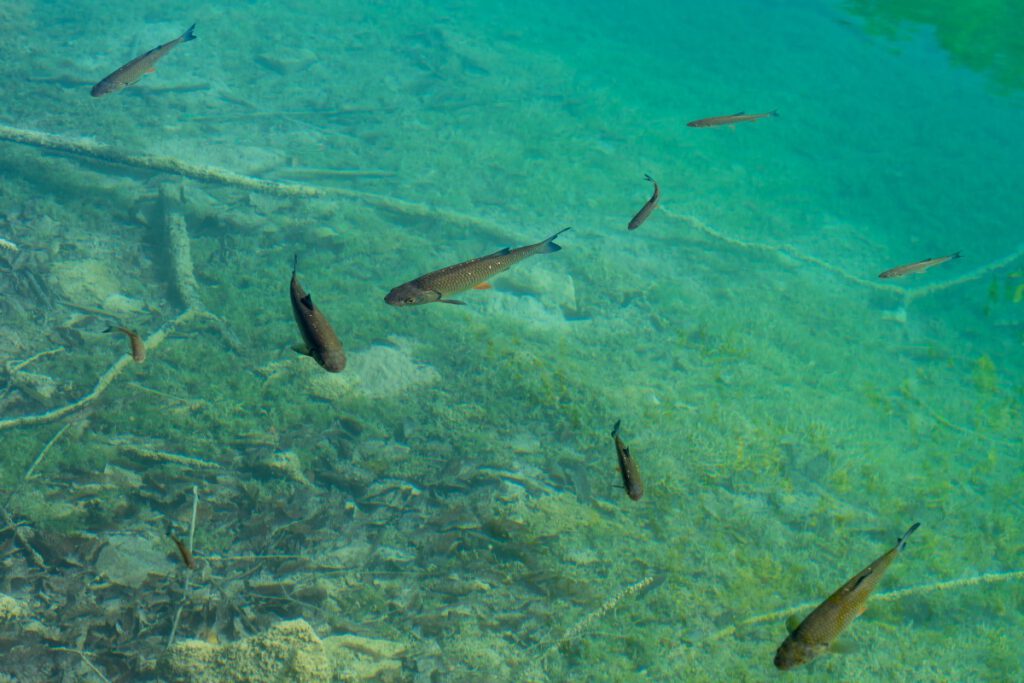 Fische schwimmen im klaren Wasser der Plitvicer Seen.