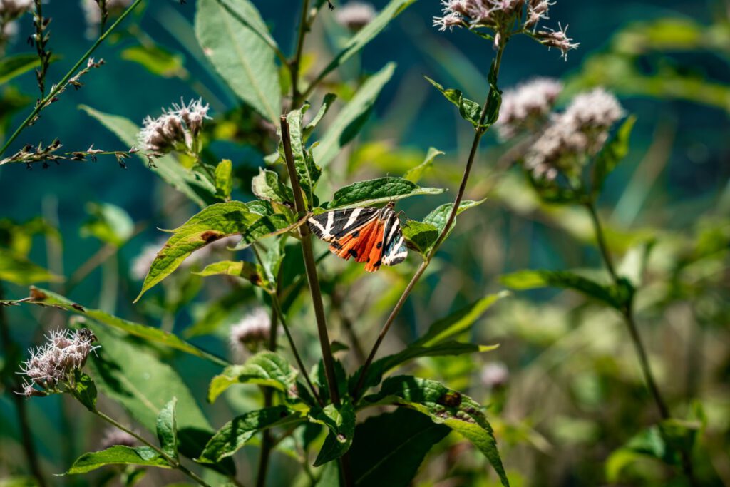 Schmetterling an den Plitvicer Seen.