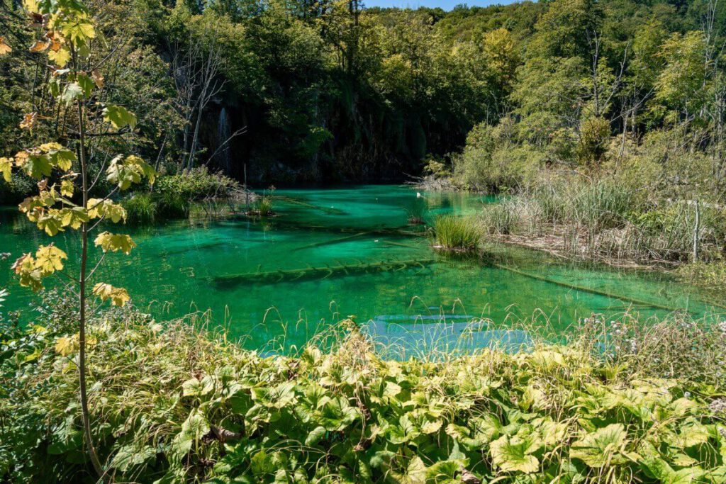 Becken mit kristallklarem Wasser bei den Plitvicer Seen