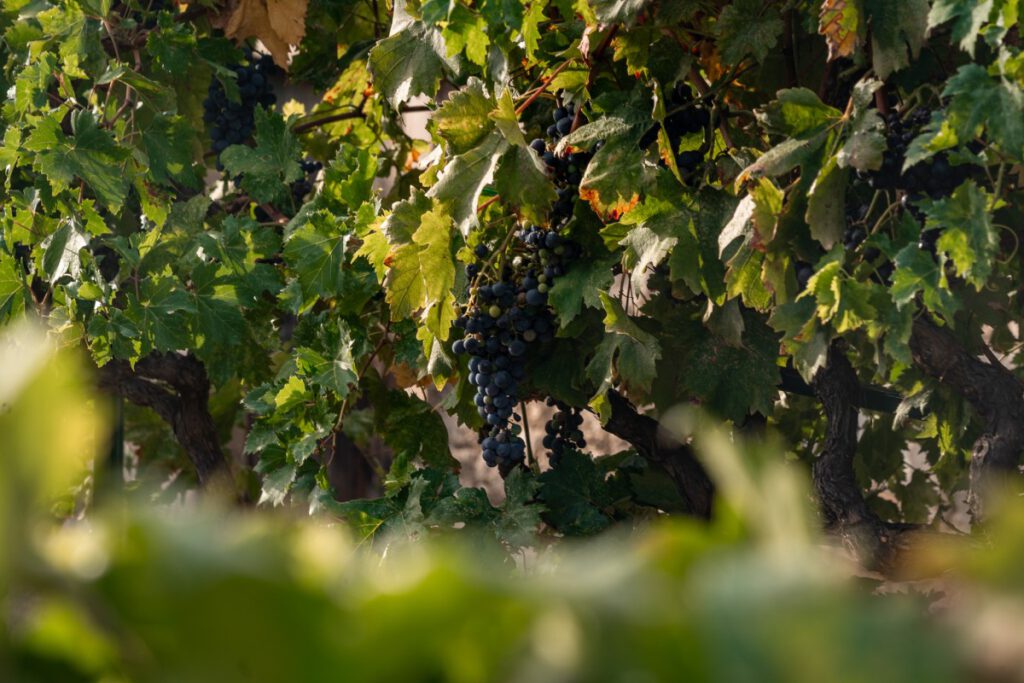 Babic Weinrebe in Primošten in Kroatien