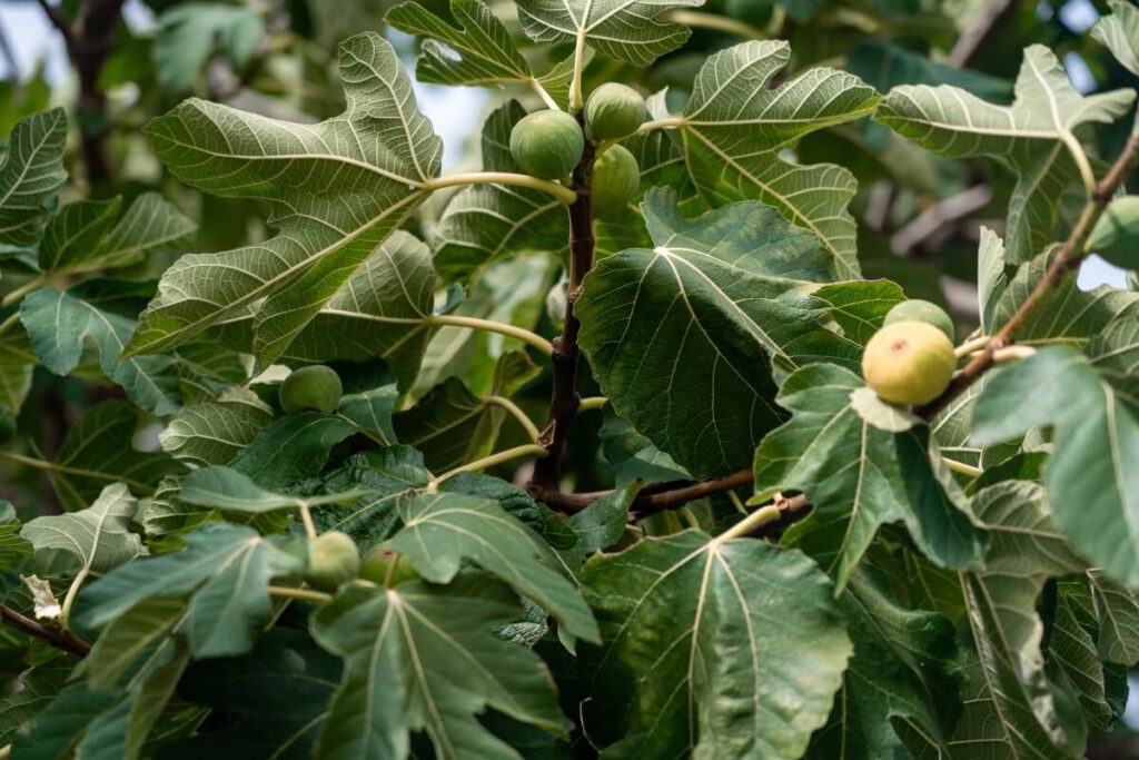 Feigen an einem Feigenbaum