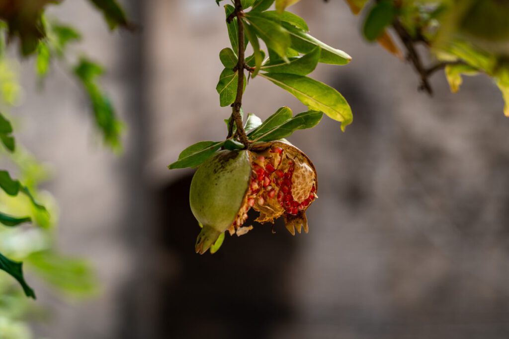 Saftiger Granatapfel im Jardin Medieval in Šibenik.