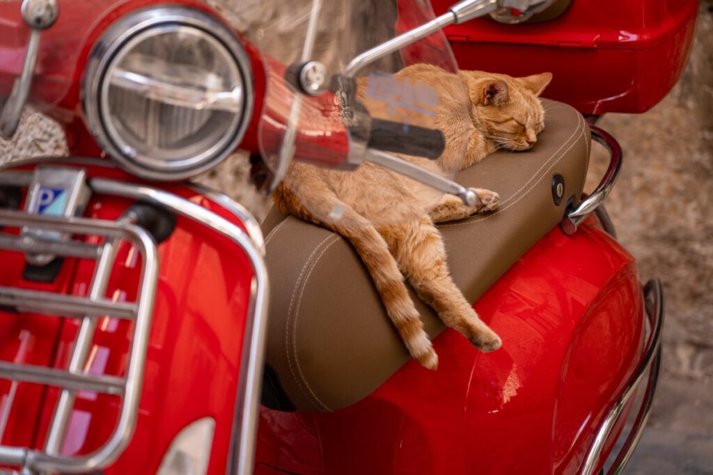 Eine Katze entspannt sich auf einem Scooter in Trogir
