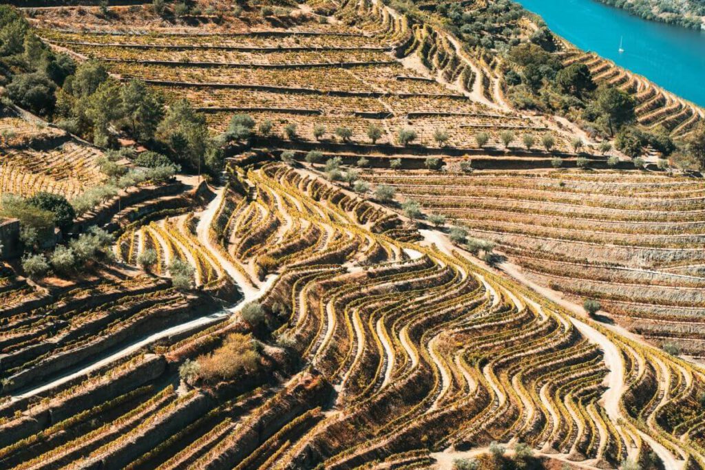 Terrassen mit Weinreben an einem Hang im Douro-Tal
