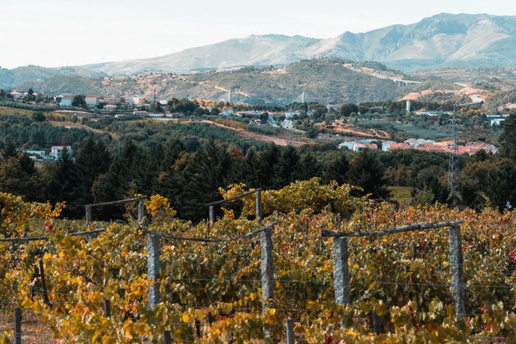Weinreben mit Bergen im Hintergrund