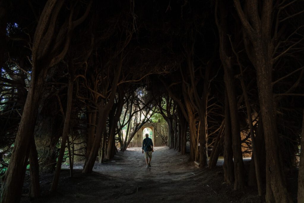 Mateus Palast Zedernholztunnel