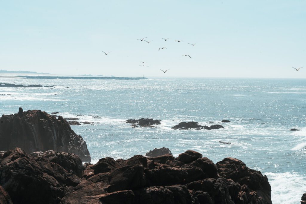 Vögel fliegen über der Küste des Praia Castro de Sao Paio