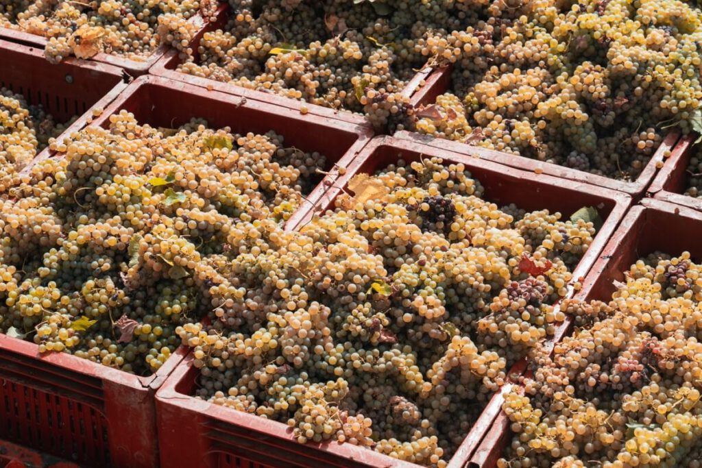 Weintrauben in Behältern bei der Weinernte