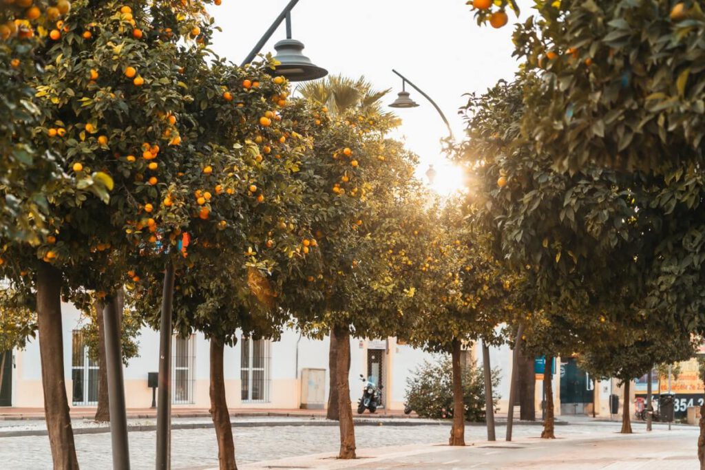 Orangenbäume in Jerez de la Frontera