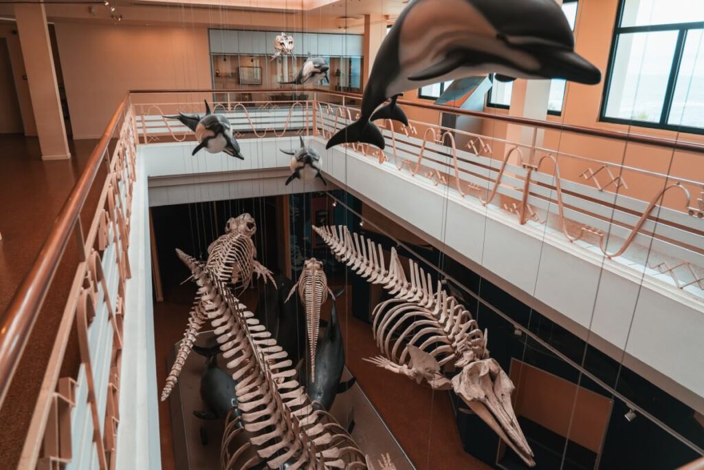 Halle im Biarritz Aquarium mit Fisch Skeletten