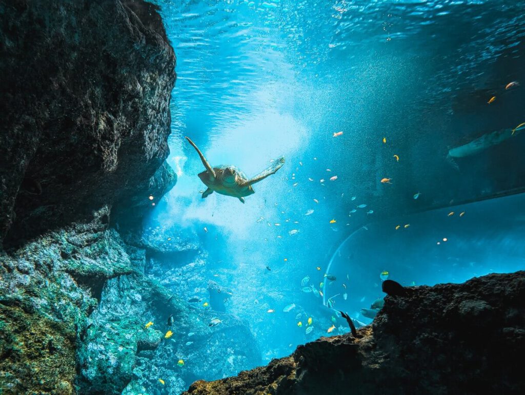Schildkröte im Biarritz Aquarium