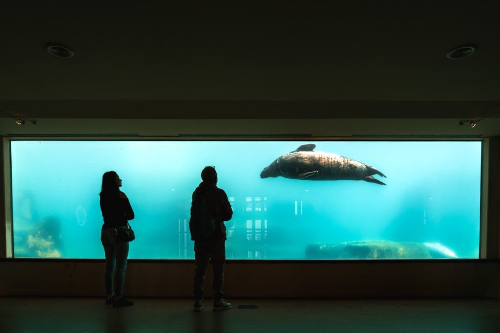 Robbe schwimmt am Aquarium Fenster vorbei und 2 Besucher beobachten sie dabei.