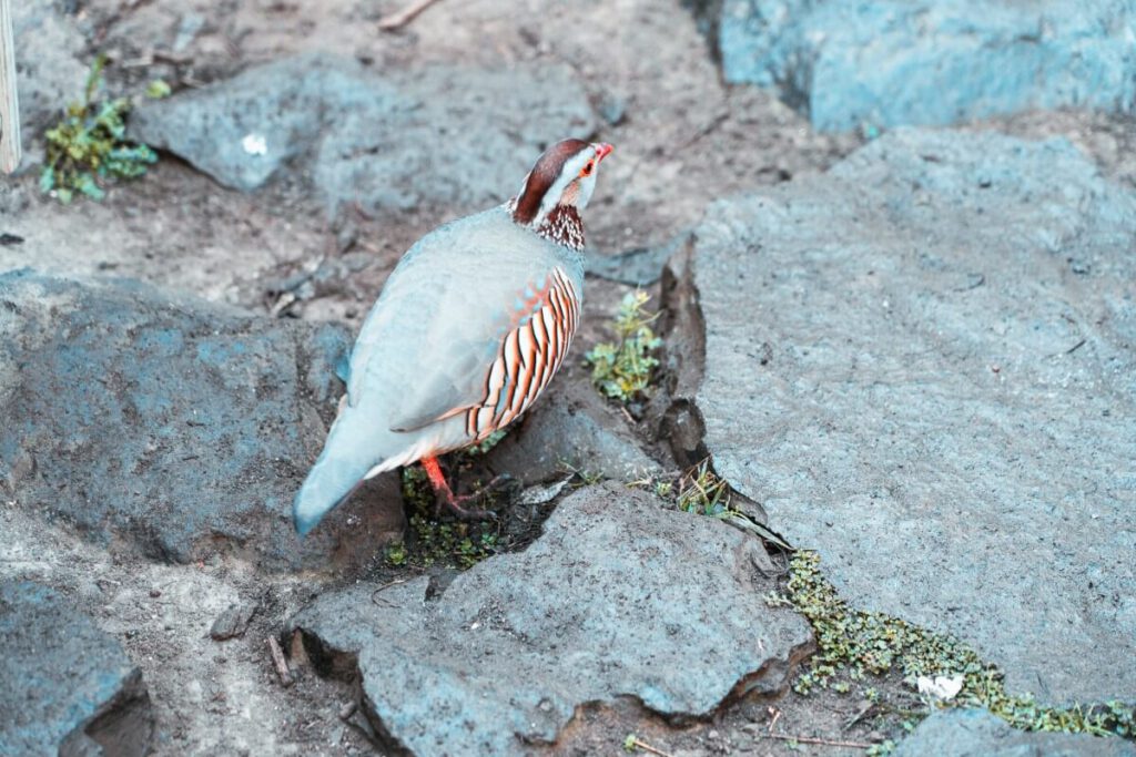 Felsenhuhn am Barranco del infierno