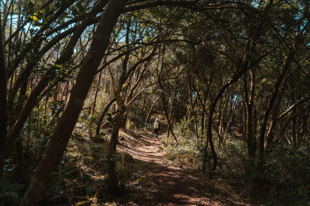 Wanderin läuft durch Waldpfad