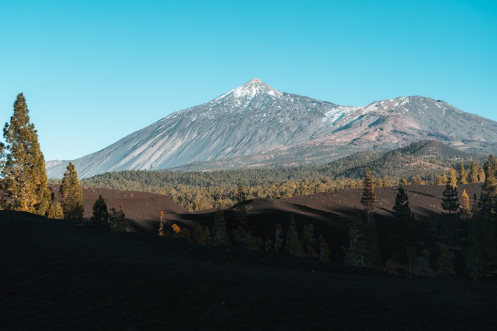 Kiefernwald unter dem Teide.