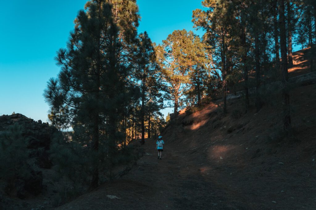 Weg durch den Chinyero Wald