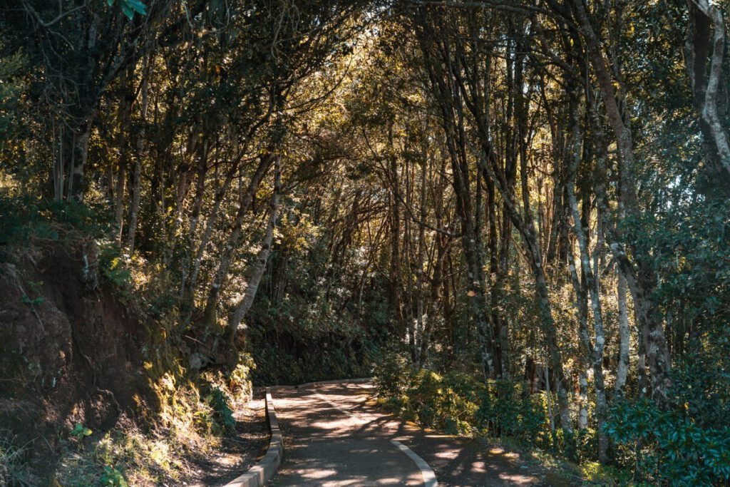 Loorbeerwald Wanderweg am Monte del Agua