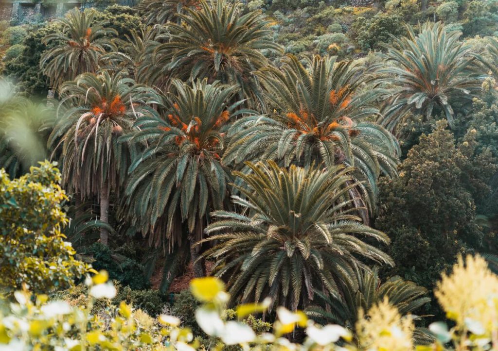 Kanarische Palmen an der Playa Castro