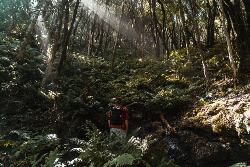 Teneriffa Wandern im Dschungel