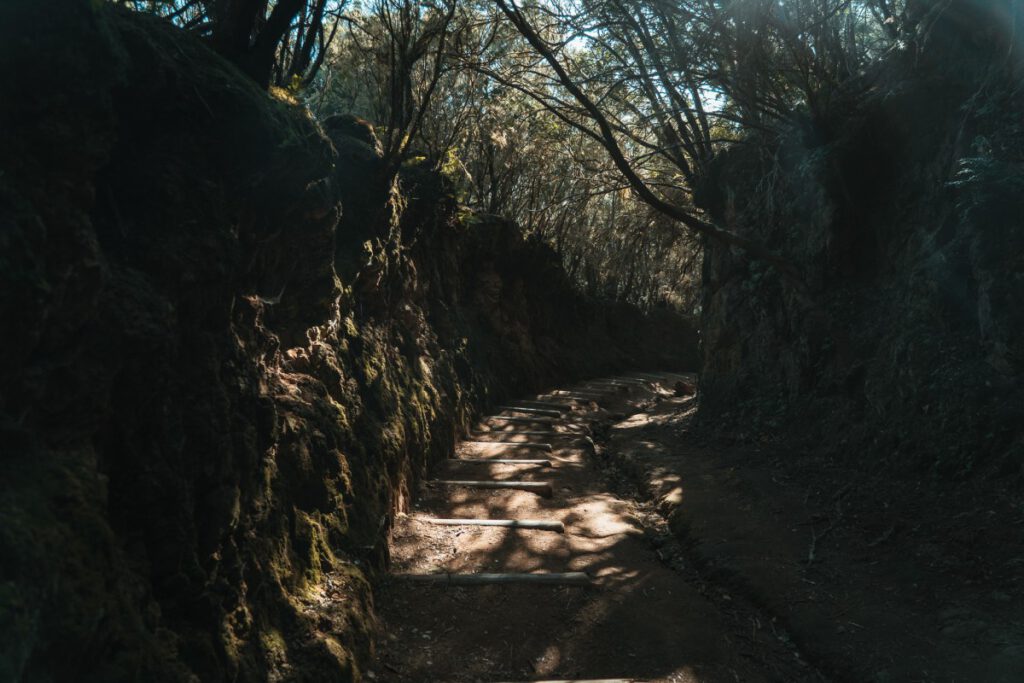 Treppe durch Loorbeerwald