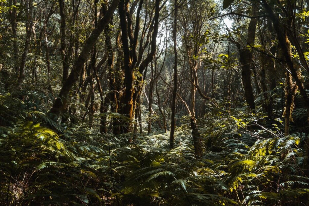 dichter Urwald im El Pijaral