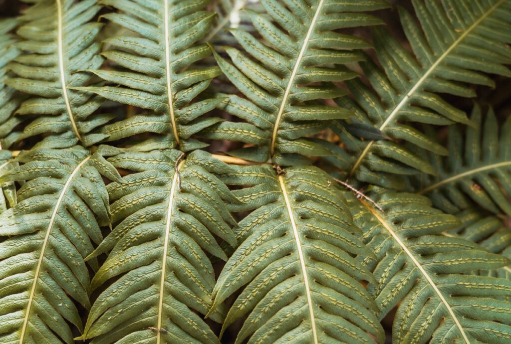 wurzelnden Kettenfarn