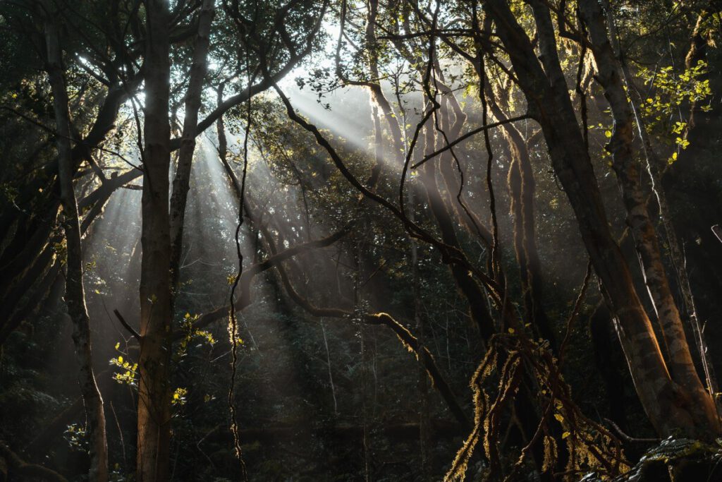 Licht durchbricht die dicke Schicht an Bäumen im Pijaral im Anaga Landschaftspark
