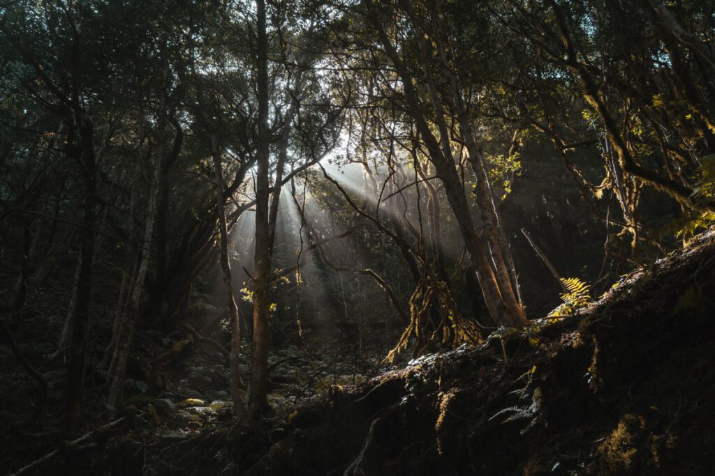 Sonnenlicht bricht durch die Bäume des El Pijaral Waldes