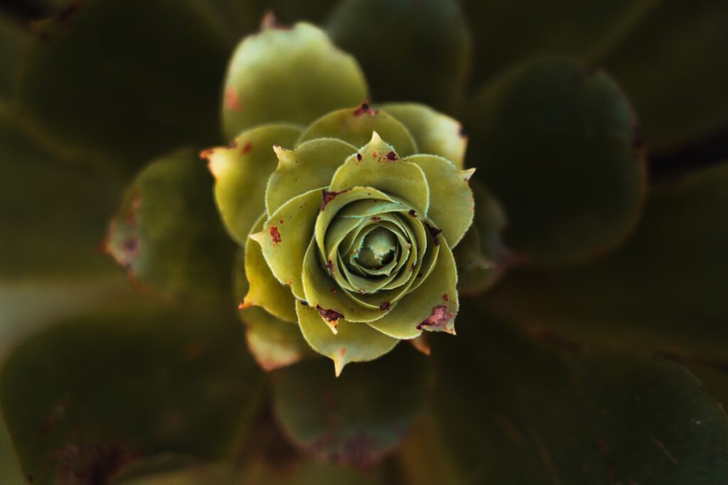 das Herz eines Farns.